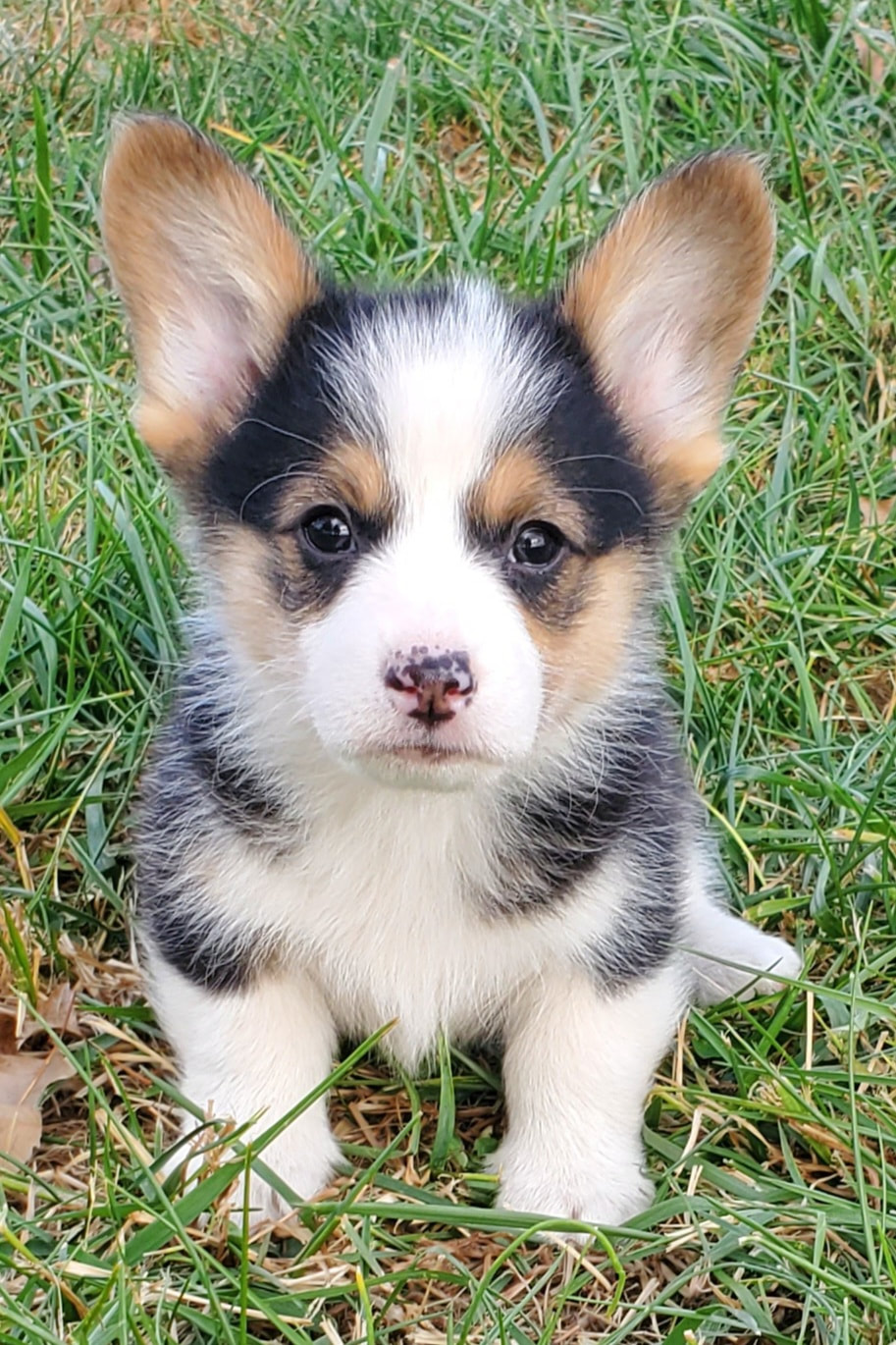 Welsh Corgi Puppies